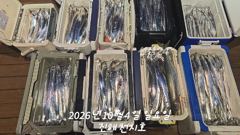 2026년 10월 03일 토요일 내만 갈치 조황