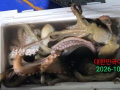 [ 여수만진스타호 ] 새벽전투 실시간소식!! 대꾸리들로 쿨러가 …