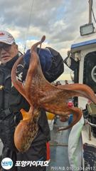 [포항] 3일 오전 돌문어 조황 입니다