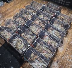 1   [진해] (문어)K전후 뜯는 맛 최고~27수~10여수까지 굿~강민호(5일… 1