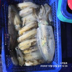 [거제] (팁런)강풍 속 무늬무늬~72수 씨알급들 속출~스마일호(오늘 예…