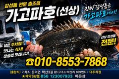 [거제] (감성돔)중치급 사이 4짜 전후 덩치 당찬손맛 가고파호(6일 예…