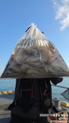 [통영] 통영서하호 4일 문어 철수조황입니다