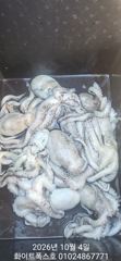 10월4일 화이트폭스호 입항