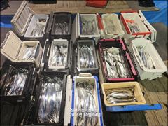 "내만갈치" 씨알이 듬직허니~ 담배갑 싸이즈도 잘 올라오네요!! [예약가능] 010-7660-2435