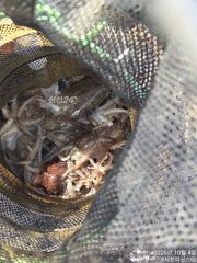 사천피싱스타 주꾸미 조황입니다