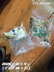 오후 짬낚시출조