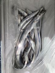 변덕스런내만갈치>><<