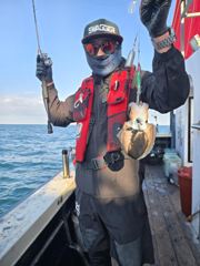 10월 4일 갑오징어 조황입니다