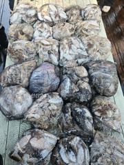 10월4일 홍원항 프린스2호 쭈꾸미 갑오징어 조황 !!