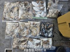 [홍원항타이탄호] 10월4일(일) 묵직해진 쭈꾸미,갑오징어 조황