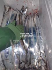 내만갈치)3지가 와라라락~배전체 많이 잡았네요~예약가능