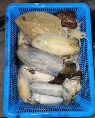 [통영] 4일 무늬팁런게임 조황입니다