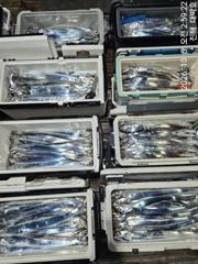 [진해] [진해대박낚시] 10월 5일 원도권 갈치텐빈 조황입니다.