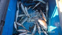 [거제] 해금강 실시간! 참돔 육자급에 오짜 연타 긴꼬리벵에돔 퍽퍽