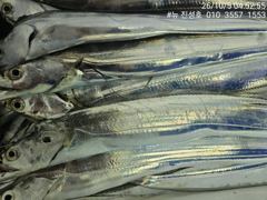 거제 뉴 진성호 10월 5일 야간 칼치 아침 조항입니다