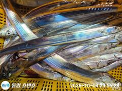 [통영] {통영호반호}7지급 용가리보이소~~7일부터여유~
