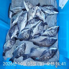 [사천] 삼천포 내만권 감성돔