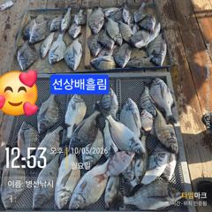 병산 감성돔37외 마리수 선상배& 선외기흘림조황~~