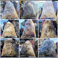 다래호 ❤️쭈꾸미 ^^우당탕탕탕!!!^^ ❤️쏟아집니다 연일 대박행진 이어집니다❤️ 즐낚하러오세요 수요일 부터 자리널널 입니다