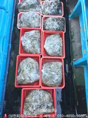 [사천] 쭈꾸미 장원150수~굿 (9.10일) 갑오징어 자리여유