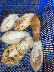 9/3쭈갑조황