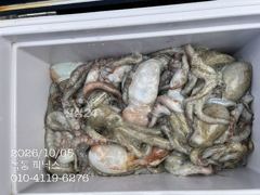 10눨 5일 문어 조황입니다.