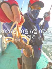 6일,군산 쭈꾸미랑,갑오징어랑~~나오네요~ 실시간~군산낚시프라자 나드리호