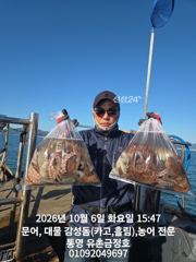 [통영] 통영 금정호 문어선상 다시 대박조황 시작합니다 내일 자리여유있습…