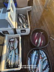 삼치난장판입니다(내일오전 무조건출항)