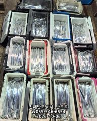 내만갈치,담뱃갑 사이즈에 쿨러 넘치게,엄청 나옵니다,오늘출항( 6자리 예약가능)