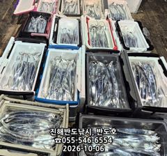 [진해] 내만갈치,담뱃갑 사이즈에 쿨러 넘치게,엄청 나옵니다,오늘출항( …