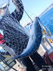 [경주] 삼치와 함께 방어도 올라오기 시작했읍니다. 10월 8.9.10.…