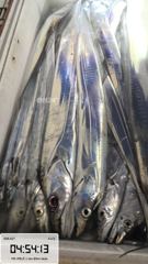 제주대박호 갈치조황 올립니다 (3일전부터 4~5지급으로 대장쿨러 가득가득 제주로 오세요)