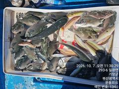 [부산] 문동 피싱호 오전 2분 조황