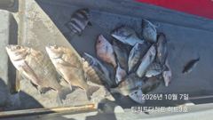 [거제] 선상흘림/어초,여밭 감성돔 사짜.사짜외중치들로 전원히트