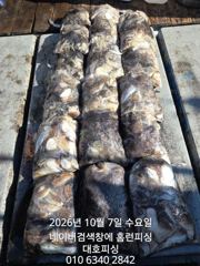 군산 대호피싱 7일 대박 쭈꾸미 마무리 소식 전합니다 사진