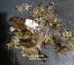 <야간갑오징어>목,토,일&<주간쭈꾸미>일요일 예약가능