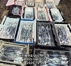 [진해] 내만갈치,담뱃갑 사이즈에 쿨러 넘치게,엄청 나옵니다,내일출항(목…