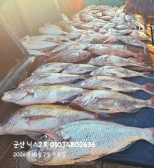 10.7 닉스2호 참돔타이라바조황
