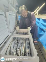 [부성피싱]왕칼치 초대박... 전원만쿨 초저녁부터 정신나간피딩 3지 4지급 대거출현
