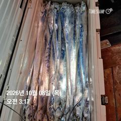 [부산] 골드피싱 갈치조항