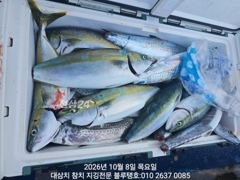 8/목, 오전ㅡ고시삼치 여전히 지천, 대삼치, 중방어, 알방어도 있어요!
