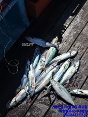 환상적이네요(삼치 방어)