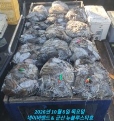 26시즌 10월 8일 군산 뉴 블루스타호 쭈꾸미 32일차 조금물때 쭈꾸미 & 갑오징어 마릿수 굿 조황.