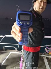 7일 무늬오징어 키로오바!!! 키로급!!! 고구마!!!! 잘 나…