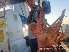 [진해] "돌문어" 연일 1300g1100g1100g외 개인14수13수1…