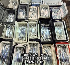 9일,내만갈치,용가리까지,쿨러 넘치게 엄청 나옵니다,매일출항(일,월,화~예약가능)