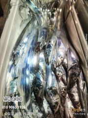 [진해] 준내만 텐빈 끊임없는 입질로 만쿨~ 씨알좋고~ 마릿수 좋고~
