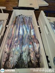 뉴무지개 왕갈치 씨알 마리수 죽여줍니다